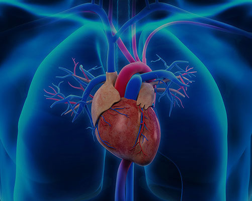 Cardiovascular - Nano Therapeutics Pvt. Ltd. - Heart Stent Manufacturing Company Surat, India